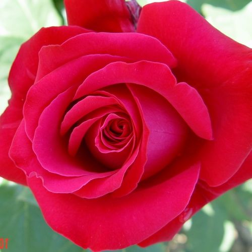 Karminowy - Róże pienne - z kwiatami hybrydowo herbacianymi - korona równomiernie ukształtowana